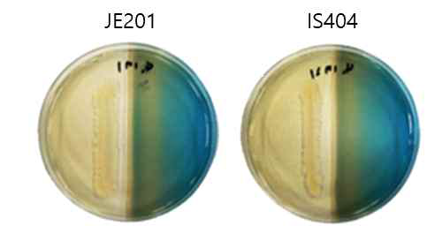 선발 미생물의 siderophore 생성능력 검정 결과