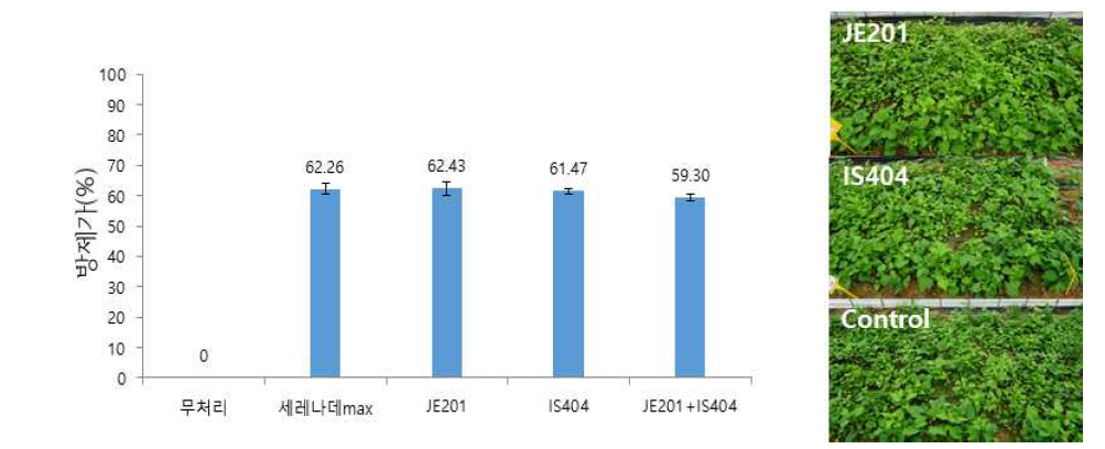 선발 미생물의 포장실험에서의 점무늬병 방제가(%)