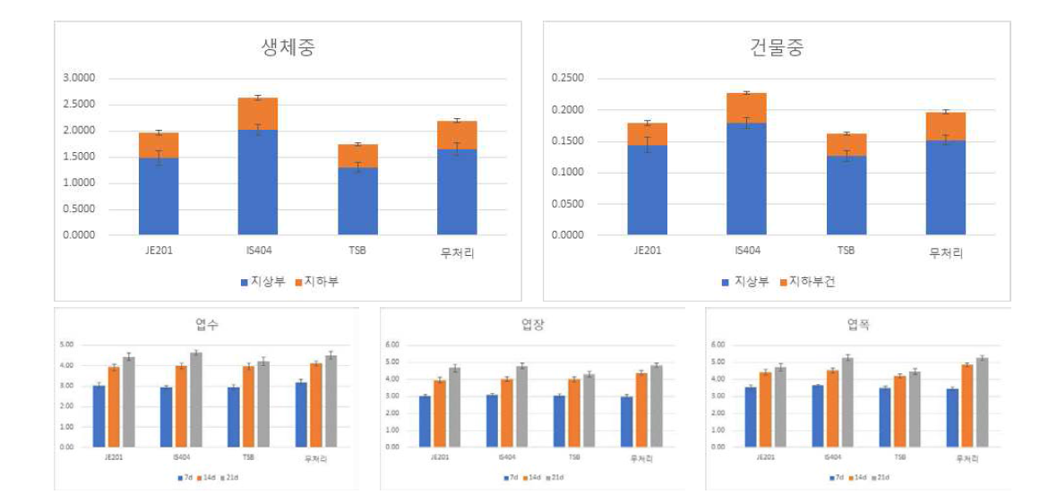 선발 미생물 처리에 따른 생체중, 건물중과 엽수, 엽장, 엽폭 조사