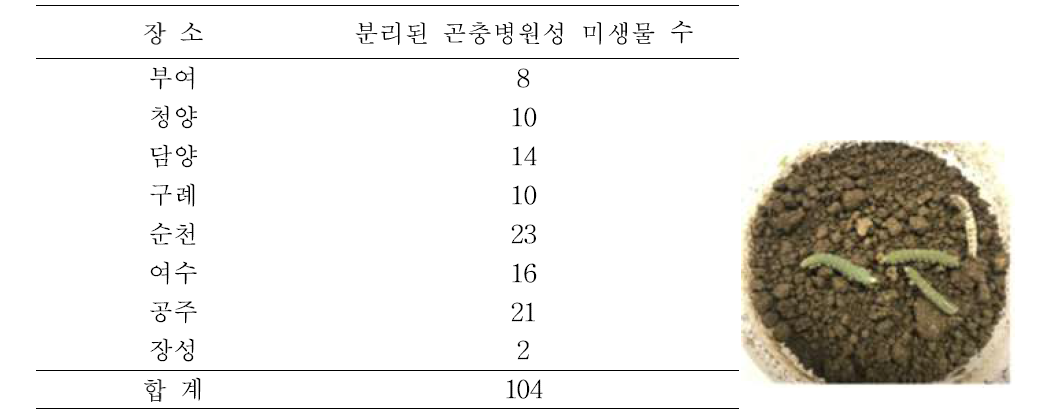 토양분리 곤충병원성 곰팡이