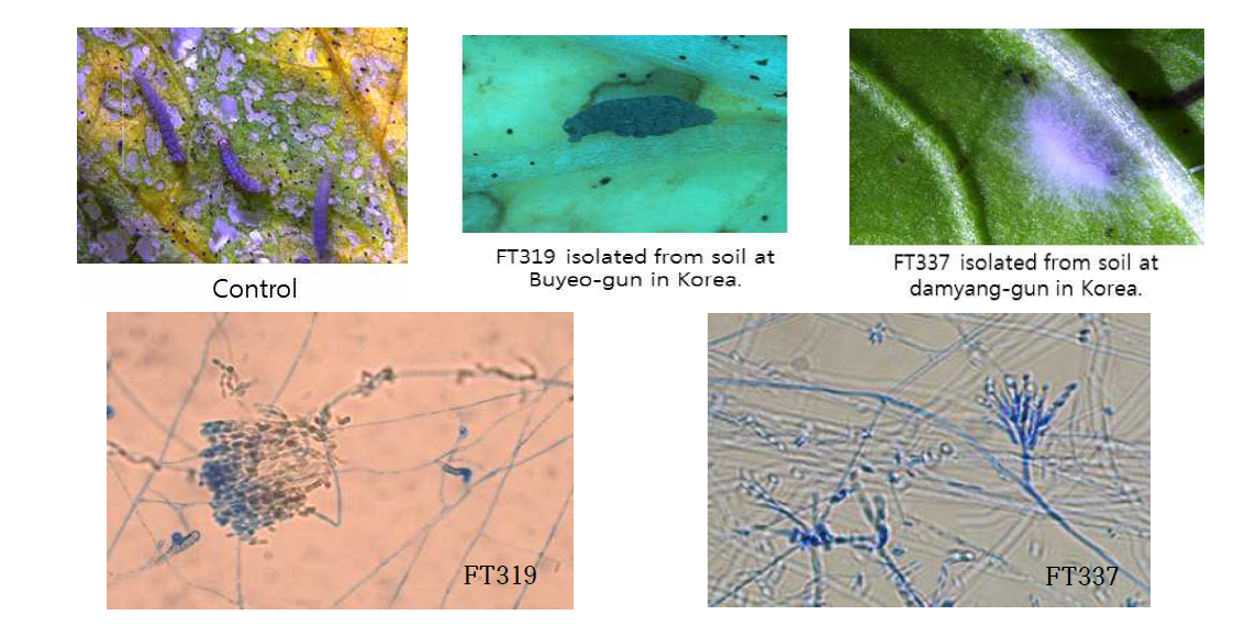 선발 FT319, FT337균주