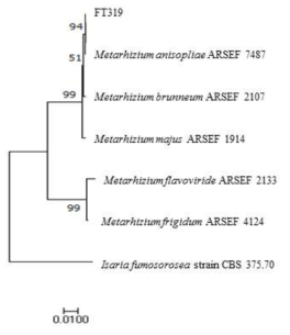 Phylogenetic trees based on the internal transcribed spacer(ITS) and parial β-tubulin(TUB2) sequences of isolate FT319 and type strains of the Metarhizium genus. The phylogenetic trees were constructed using the neighbor-joining method and Kimuras two-parameter model. The percentage of replicate trees in which the associated taxa clustered together in the bootstrap test(1000 replicates) are shown above the branches. Scale bar = 0.02 substitutions per nucleotide position. Sequences from Isaria javanica is used as the out group for ITS and β-tubulin sequence analyses, respectively. Abbreviations: CBS, Central Bureauvo or Schimmel cultures(Utrecht, The Netherlands)