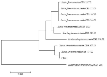 Phylogenetic trees based on the internal transcribed spacer(ITS) and parial β-tubulin(TUB2) sequences of isolate FT337 and type strains of the Isaria genus. The phylogenetic trees were constructed using the neighbor-joining method and Kimuras two-parameter model. The percentage of replicate trees in which the associated taxa clustered together in the bootstrap test(500 replicates) are shown above the branches. Scale bar = 0.05 substitutions per nucleotide position. Sequences from Metarhizitum brunneum is used as the out group for ITS and β-tubulin sequence analyses, respectively. Abbreviations: ARSEF, Agricultural Research Service Collection of Entomopathogenic Fungal Cultures(Ithaca, NY, USA); CBS, Central Bureauvo or Schimmel cultures(Utrecht, The Netherlands)