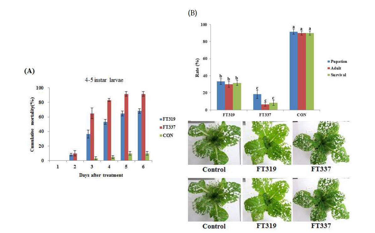 선발 FT319, FT337 균주의 배추좀나방 생육단계별(노령유충) 방제효과 (A : leaf disc, B : pot )