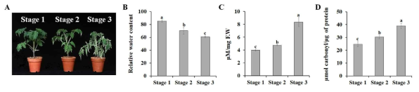 가뭄 스트레스 유도 토마토 표현형 변화 (A), 수분함량 (B), H2O2 함량 (C), Protein carbonyl content (D) 변화