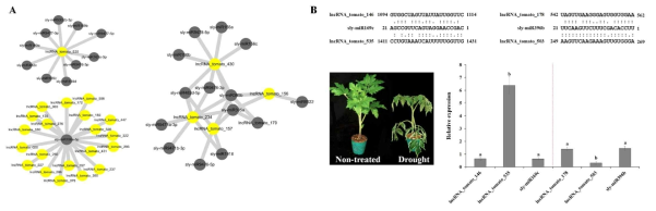 miRNAs-drought-responsive tomato lncRNAs interaction (A), miRNA와 lncRNA 발현양상 (B)