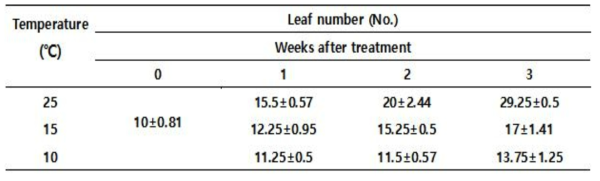 Effect of low temperature on leaf number of pepper plant