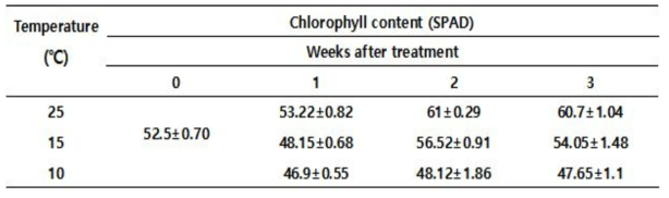 Effect of low temperature on chlorophyll content of pepper plant after treatment