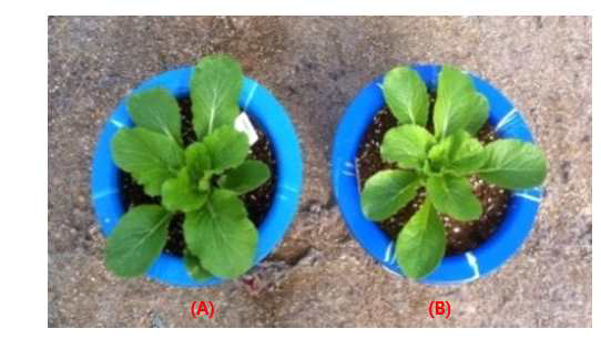 Growing stage of Chinese cabbage both growing control (A) and growing drought-treated (B). The soil water content in control plant and drought-treated plant was maintained at 10% and 30%, respectively