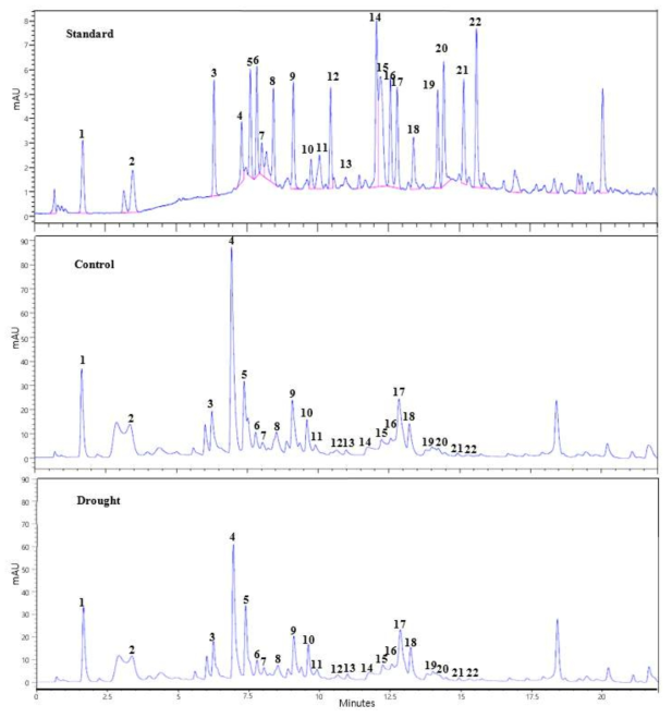 High-performance liquid chromatography (HPLC) of total free amino acid in Chinese cabbage at 1 week after drought stress. The soil water content in control plant and drought-treated plant was maintained at 10% and 30%, respectively. 1, Aspartate; 2, Glutamate; 3, Asparagine; 4, Serine; 5, Vitamin U; 6, Glutamine; 7, Histidine; 8, Glycine; 9, Threonine; 10, Arginine; 11, Alanine; 12, GABA; 13, Tyrosine; 14, Cystine; 15, Valine; 16, Methionine; 17, Norvaline; 18, Tryptophan; 19, Phenylalanine; 20, Isoleucine; 21, Leucine; 22, Lysine