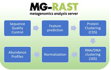 돼지 장관 미생물 Shotgun Metagenome Analysis Workflow