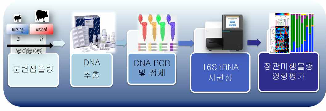 돼지 장관 미생물총 16S rRNA 분석을 위한 Workflow