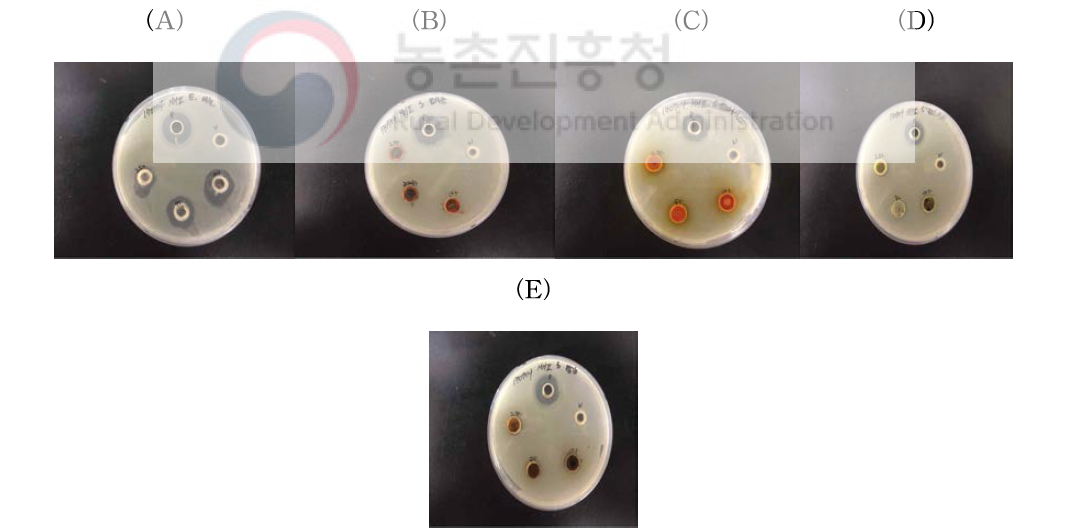 (A) Garlic Essential oil(2.5%, 5%, 10%)의 Direct contact agar diffusion test(Salmonella) (B) Capsicum[올레오레진(Oleoresin)](2.5%, 5%, 10%)의 Direct contact agar diffusion test(Salmonella) (C) Turmeric[올레오레진(Oleoresin)](2.5%, 5%, 10%)의 Direct contact agar diffusion test(Salmonella) (D) Black pepper[올레오레진(Oleoresin)](2.5%, 5%, 10%)의 Direct contact agar diffusion test(Salmonella) (E) Ginger[올레오레진(Oleoresin)](2.5%, 5%, 10%)의 Direct contact agar diffusion test(Salmonella)