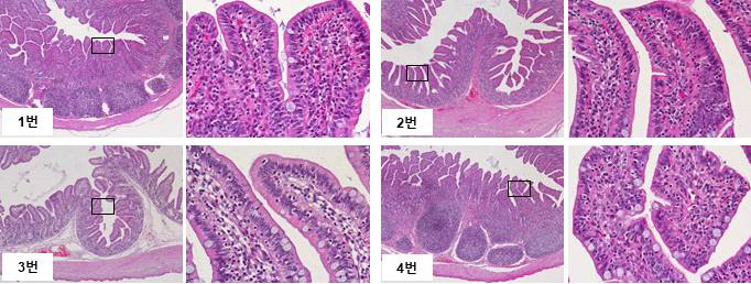 회장 H&E 염색 (1번) Control 그룹의 돼지 회장 H&E 염색사진 (2번) Capsicum Oleoresin 그룹의 돼지 회장 H&E 염색사진 (3번) Turmeric Oleoresin 그룹의 돼지 회장 H&E 염색사진 (4번) Garlicon 그룹의 돼지 회장 H&E 염색사진