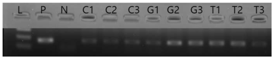 다양한 농도의 천연소재 혼합 배양 후 L. intracellularis PCR 검출 (L: 100bp Ladder, P: Positive, N: Negative, C1: Capsicum 100ppm, C2: Capsicum 200ppm, C3: Capsicum 300ppm, G1: Garlic essential oil 100ppm, G2: Garlic essential oil 200ppm, G3: Garlic essential oil 300ppm, T1: Turmeric 100ppm, T2: Turmeric 200ppm, T3: Turmeric 300ppm)