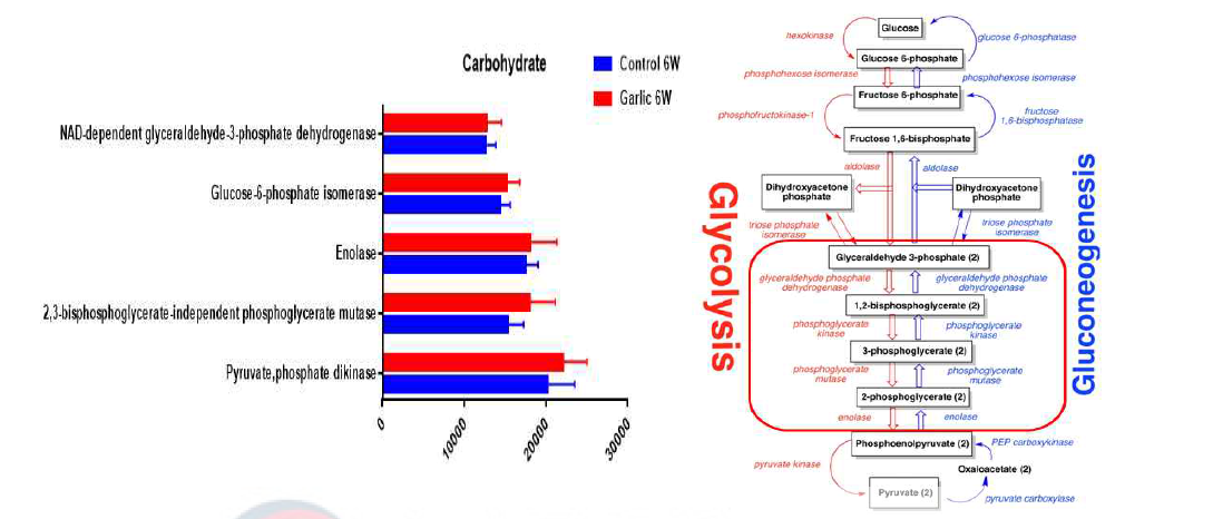 Glycolysis & Gluconeogenesis에 해당되는 Control 6주차, Garlic 6주차 두 그룹간 특이적인 차이(좌)와 Glycolysis & Gluconeogenesis process 내의 특이적인 차이들의 역할