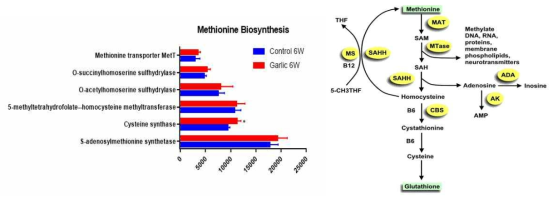 Methionine Biosynthesis에 해당되는 Control 6주차, Garlic 6주차 두 그룹간 특이적인 차이(좌)와 Glutathione 합성에 필요한 Methionine Biosynthesis내의 메커니즘