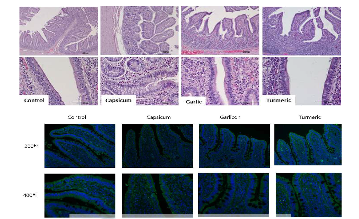 Control, Capsicum, Garlic, Turmeric의 회장 조직 H & E결과(상), 형광염색결과(하)