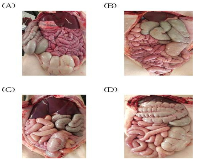 대조군 및 백신 농도별 투여 실험군의 부검 결과 사진 (A) CONT : No vaccination (B) LAW1 : 0.5dose LI vaccine (C) Law2 : 1dose LI vaccine (D) Law3 : 2dose LI vaccine