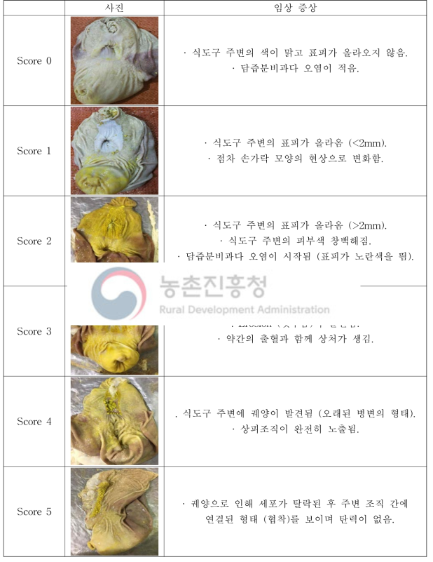 위궤양 정도에 따른 설명 및 기준표