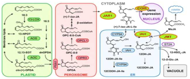 Major MeJA metabolic pathways (Koo, 2017)에서 JAR1, COI1, IAH, JMT 분석