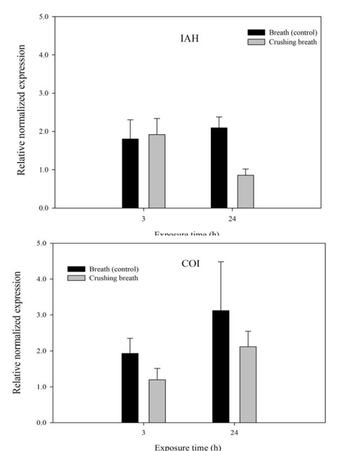 식물 죽인 후 호흡공기의 처리 시간에 따른 아라비돕시스의 IAH, COI 유전자 활성 비교