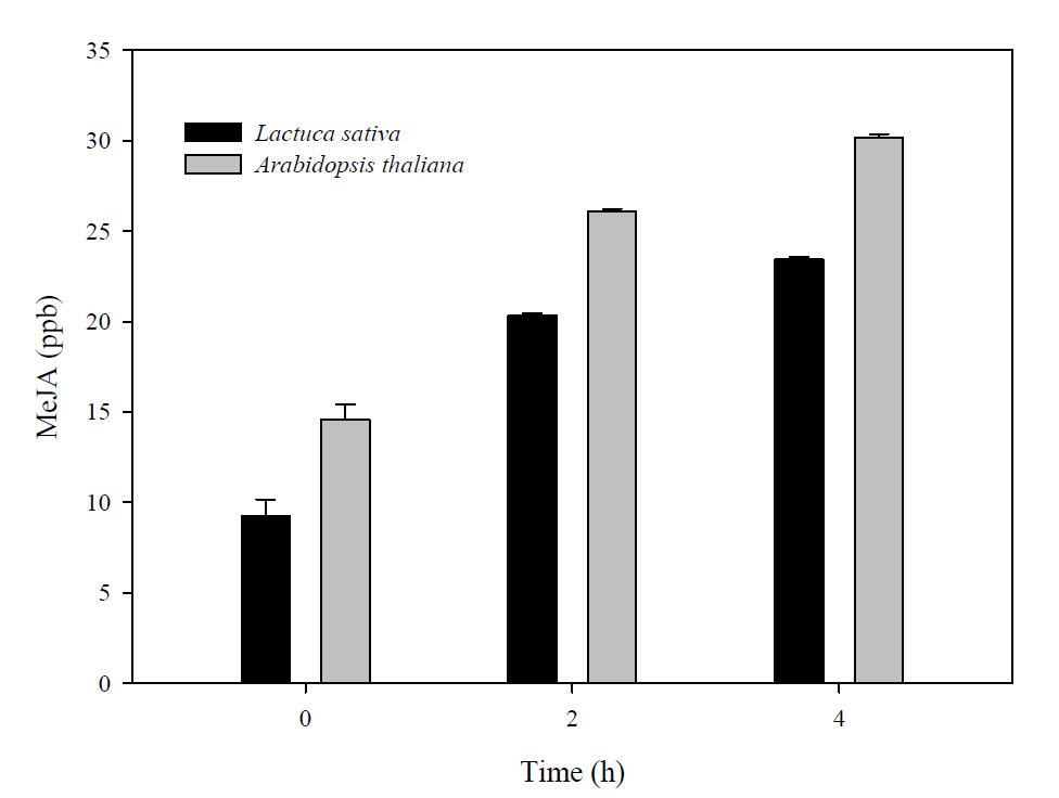 식물 죽인 후 호흡공기의 처리 시간에 따른 MeJA 발생량 비교