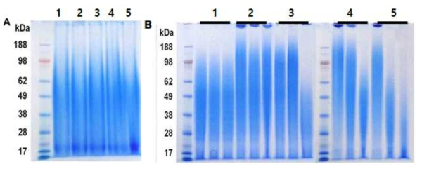 품종별 실크 세리신과 실크 피브로인의 분자량 (A)실크 세리신: 1.백옥잠, 2.금옥잠, 3.대성잠, 4.골든실크, 5.연록잠, (B)실크 피브로인: 1.백옥잠, 2.금옥잠, 3.대성잠, 4.골든실크, 5.연록잠(각 그룹은 7, 8, 10시간 용해)