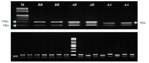 PCR_RFLP product of porcine PRLR gene. Shown are three different genotype: the length of restriction fragments detected were 85, 59 bp for allele A and 104, 59 bp for allele B