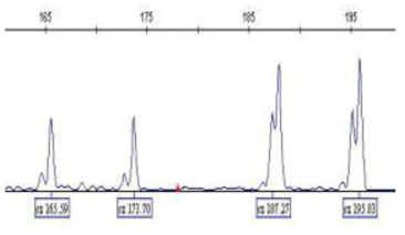 사슴 Microsatellite marker 의 single PCR에 의한 유전자형 파형 분석 예