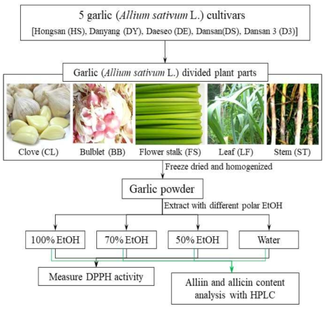 Overview of the treatments evaluated in the present study. D3 = Dansan 3, DE = Daesan, DS = Dswnsan, DY = Danyang, HS = Hongsan BB = Bulblet, CL = Clove, FS = Fruit stalk, LF = Leaf, ST = Stem