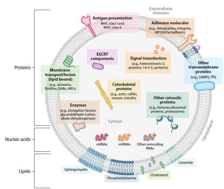 엑소좀의 구성성분 (출처: Raposo and Théry, Ann Rev Cell Dev Biol 2014)