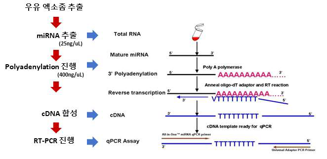 우유 엑소좀의 micro RNA 검출 과정