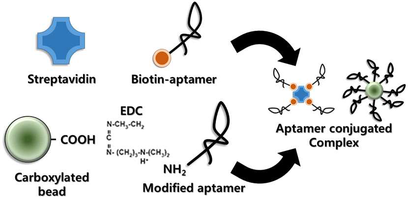 앱타머 modification 및 앱타머-bead 복합체 모식도