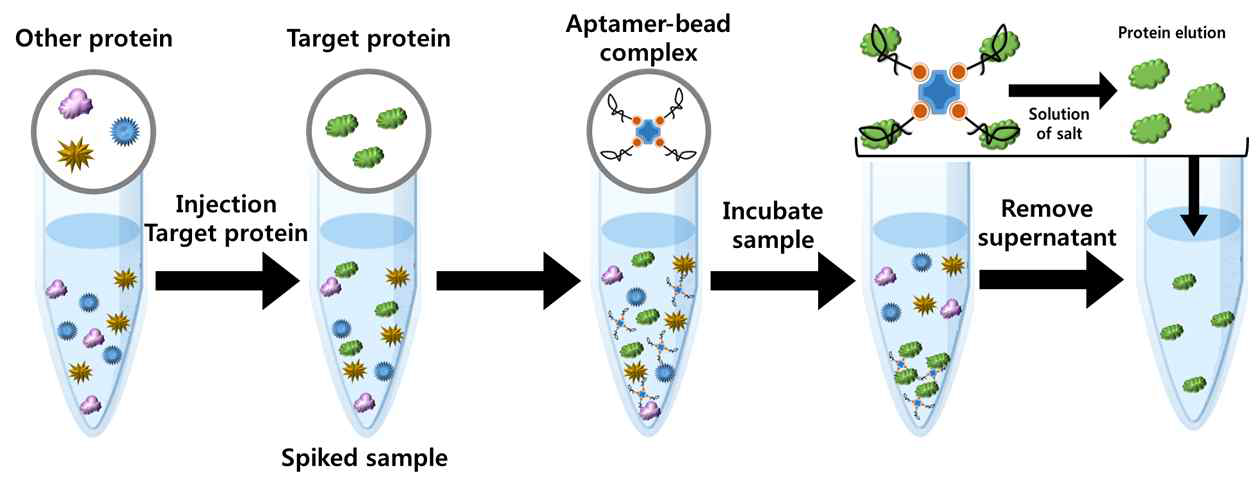 Spiked sample에서의 앱타머-bead 복합체 표적 protein 회수 모식도