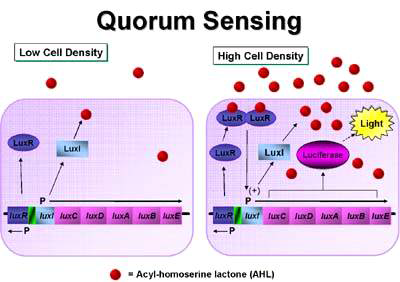 Vibrio fischeri 내에서의 Quorum sensing 메커니즘