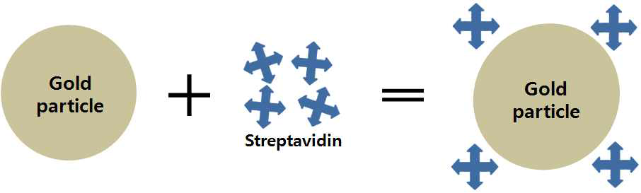 Streptavidin-Gold particle complex 제조 모식도