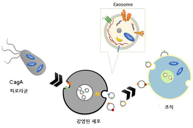 Exosome에 의한 파일로리균 CagA 단백질의 수송 (출처: 화학정보센터)