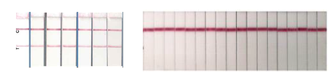 엑소좀 표적물질 검출용 test device의 재현성(Reproducibility) 및 안정성(Stability)