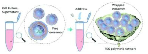 폴리에틸렌글리콜을 이용한 엑소좀 분리 (출처: Weng Y et al, analyst, 2016)