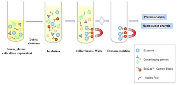면역침강법을 이용한 엑소좀 분리방법