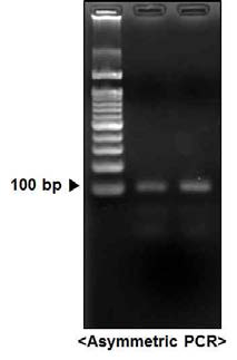 ssDNA 앱타머 제작을 위한 asymmetric PCR 결과