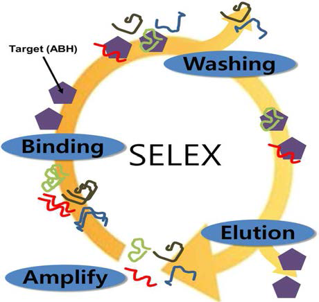 ABH 특이적 앱타머 선별을 위한 SELEX