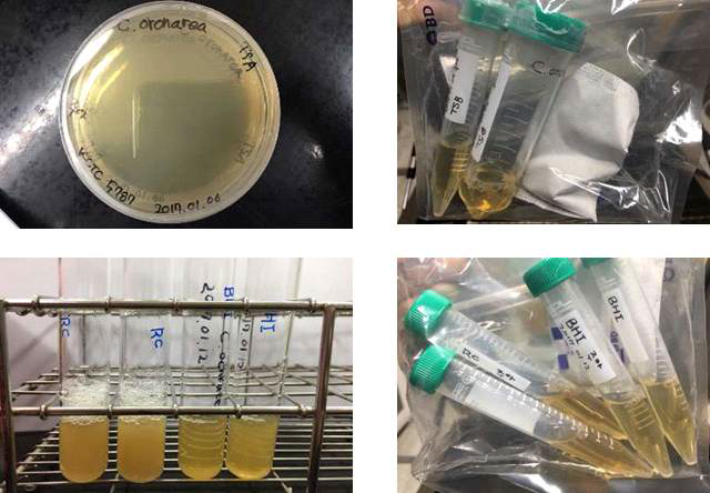 다양한 조건에서의 혐기균주 Capnocytophaga ochracea배양 결과
