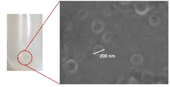 EV 확보 결과. (왼쪽) pellet (오른쪽) SEM 이미지