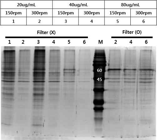 cytochalasin B 처리 silver staining 결과