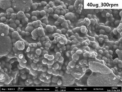 cytochalasin B 처리 SEM 이미지