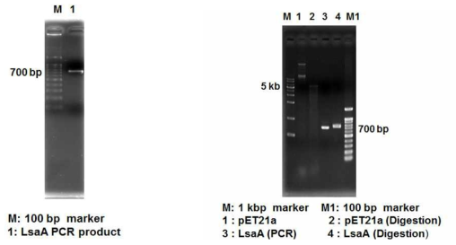 LsaA gene의 PCR을 통한 증폭과 Digestion 결과