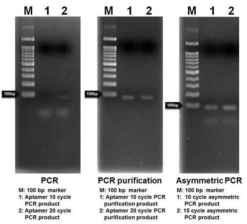 전기영동을 통한 앱타머 라이브러리의 증폭확인