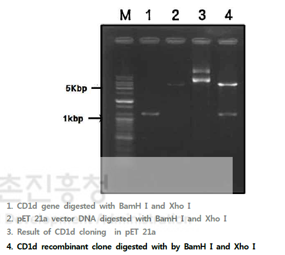 CD1d 유전자 cloning 과정 및 결과